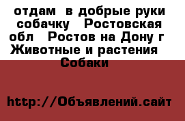 отдам. в добрые руки собачку - Ростовская обл., Ростов-на-Дону г. Животные и растения » Собаки   